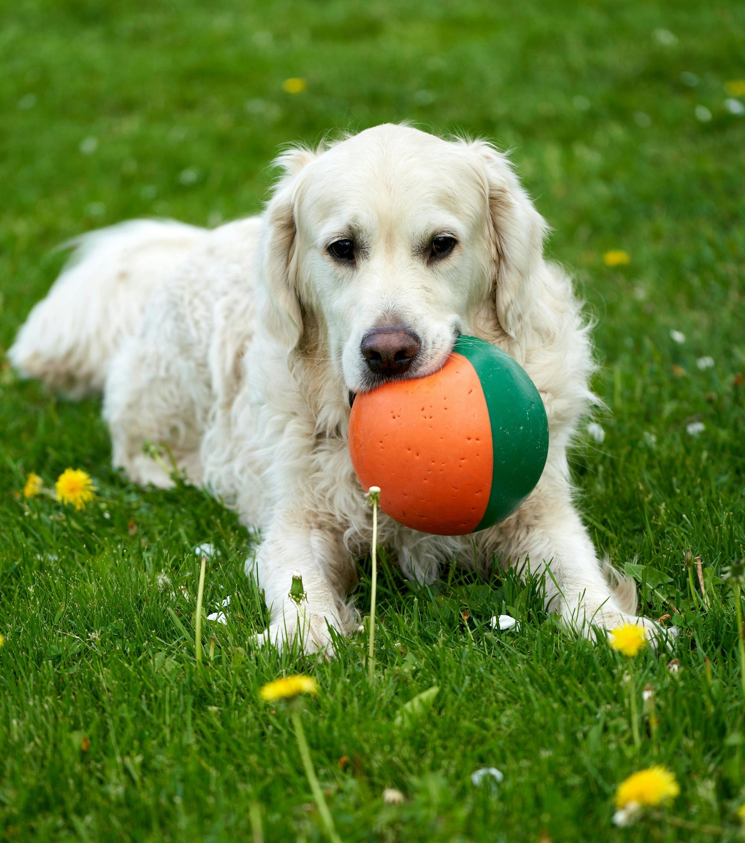 Dog Toys
