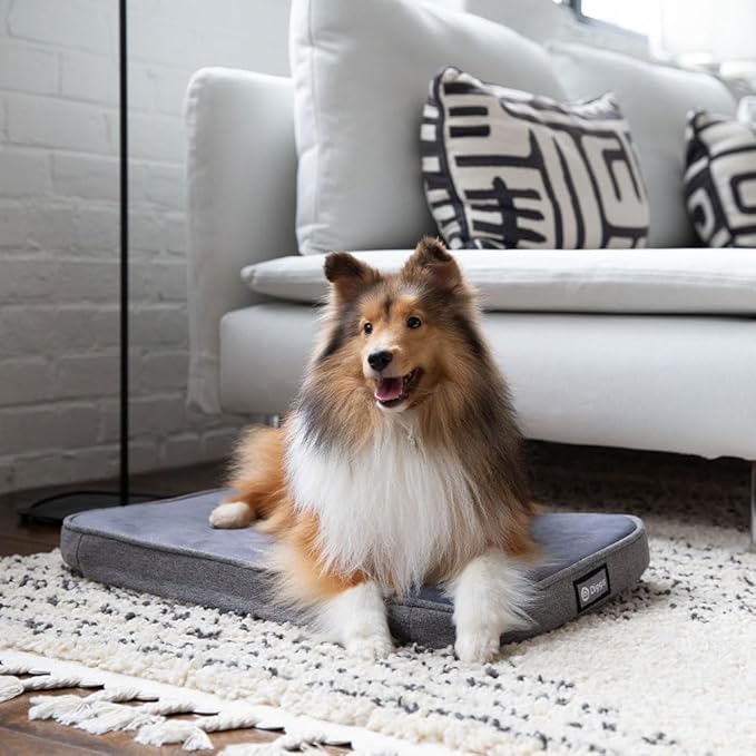 Diggs Snooz Memory Foam Dog Bed - Ideally Sized Revol Dog Crate Pad - Premium Orthopedic Pet Bed for Crate or Home - Grey, Medium