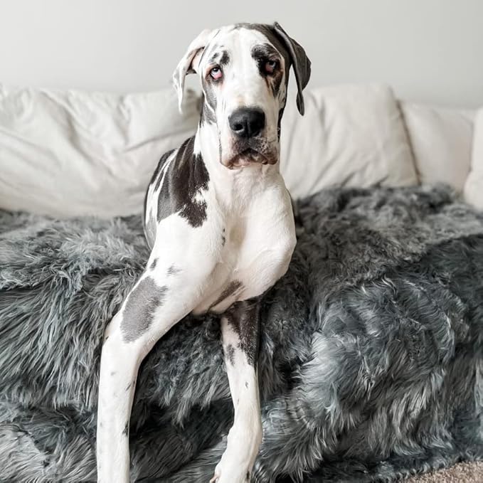 PupProtector Waterproof Throw Blanket for Dogs and Cats, Pet Blanket Cover for Couches, Sofas, Beds, Car Seats, Furniture, Calming Soft Faux Fur, Charcoal Grey, Large (80" L x 62" W)