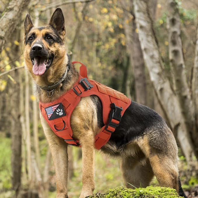 rabbitgoo Tactical Dog Harness Medium Sized, Heavy Duty Pet Harness with Handle, No-Pull Service Vest Medium Breed, Adjustable Military Dog Vest for Training Hunting Walking, Orange, M