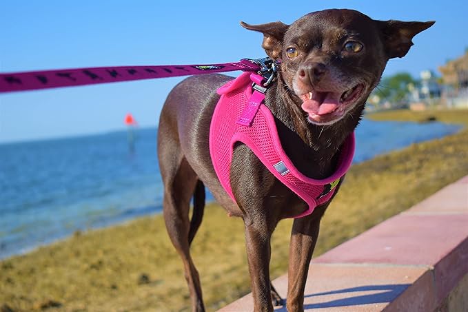 EcoBark Step in Dog Harness - Eco-Bright Teacup Dog Harnesses for XXS, XS, and Small Dogs - Reflective and Adjustable Mini Body Halter Vest -Tiny Soft Mesh Toy Breed Harness (X-Small, Pink)