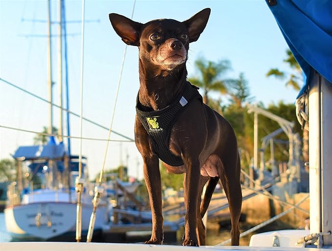 EcoBark Step in Dog Harness - Eco-Friendly Teacup Dog Harnesses for XXS, XS, and Small Dogs - Reflective and Adjustable Mini Body Halter Vest -Tiny Soft Mesh Toy Breed Harness Under 5 lbs (Black, XXS)