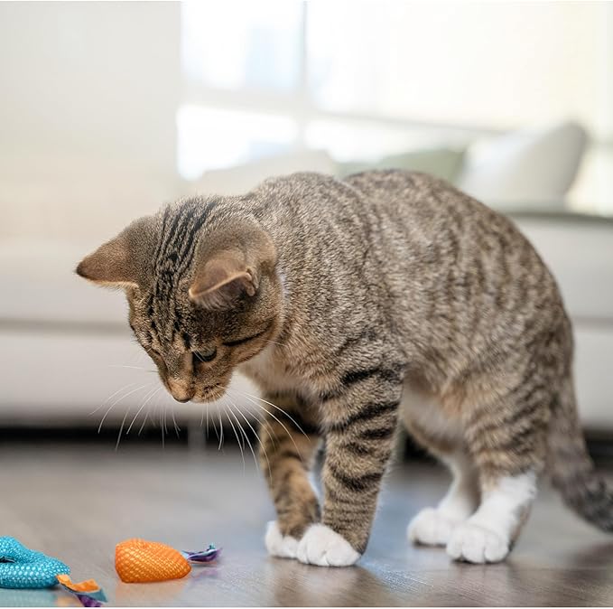 Catstages Catnip Dental Chew – Interactive Chew Toy for Cats with Crinkle Sounds and Textures for Teeth Cleaning, Multicolored