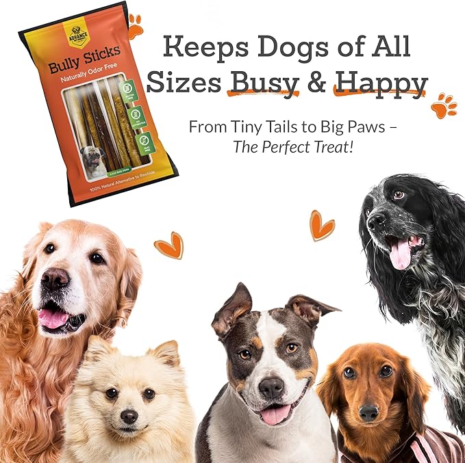 Advance Pet Products 12 Inch Bully Sticks (Pack of 5) - 100% Beef, Odor Free Dog Chews for Aggressive Chewers - Long Lasting, Gluten-Free, Easy to Digest, High Protein - for Small, Medium, Large Dogs