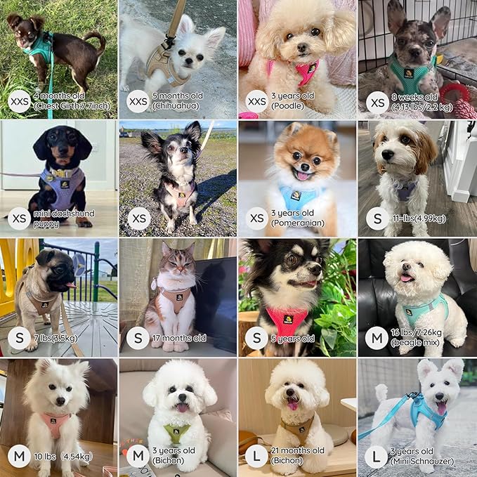 BELLA & PAL Step in Vest Harness for Small and Medium Dogs, No Pull Small Dog Harness with Leash Set, Comfortable Air Mesh Dog Vest Harness with Reflective Strip (Light Green, XS)