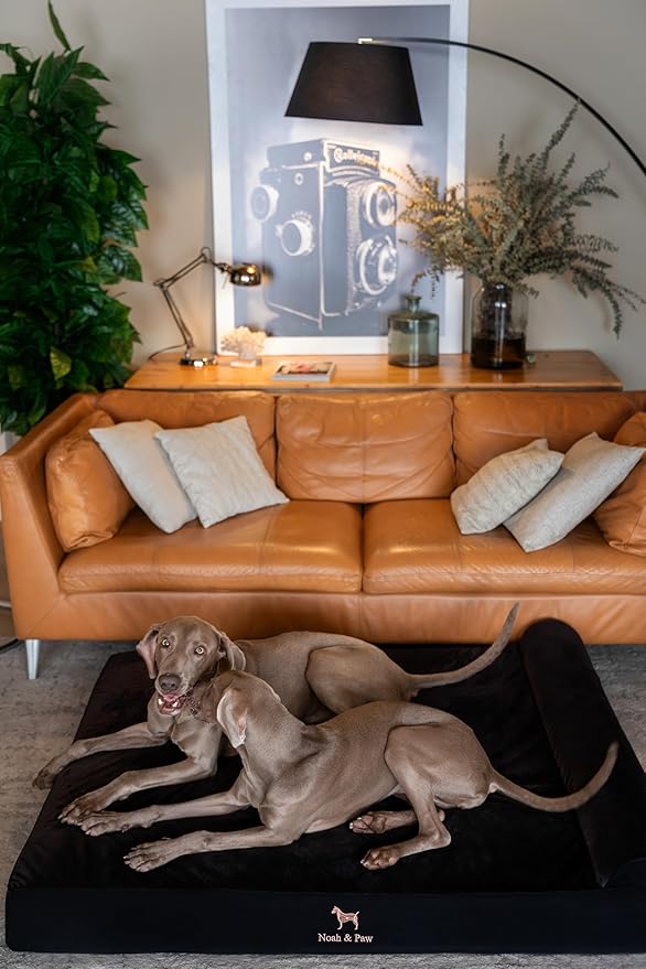 NOAH & PAW Giant Dog Bed XXL 55x45x9.5 Inch, Orthopedic Dog Beds, Eggshell Memory Foam Infused with Cooling Gel, Waterproof, Machine Washable, Includes Inner Cover (Denim Collection)