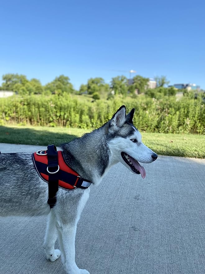 ShawnCo Essential Dog Harness, No-Pull Pet Vest with 3 Leash Clips, No Choke, Reflective, Adjustable and Padded, for Easy Walking and Training for Small Dogs (Mustang Red, S)