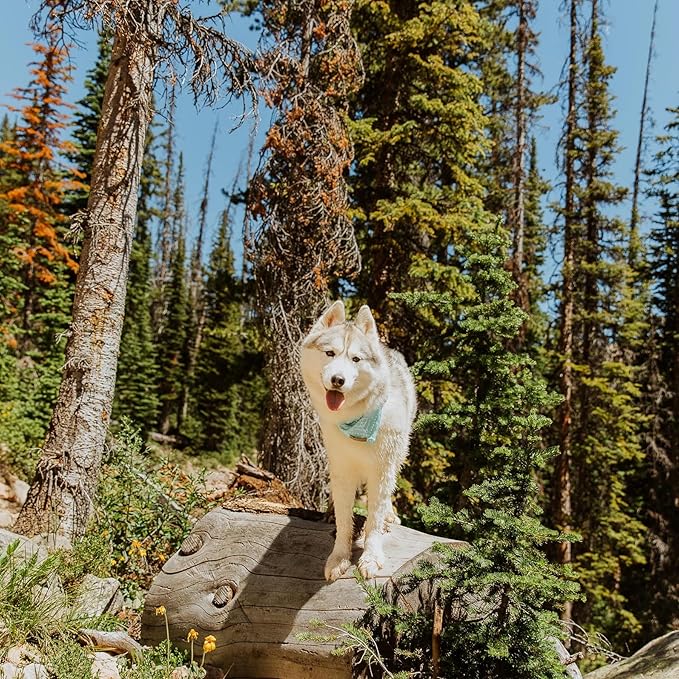 Wilderdog Dog Bandana with Lightweight Quick Drying Poly-Blend Mesh Material in Agave