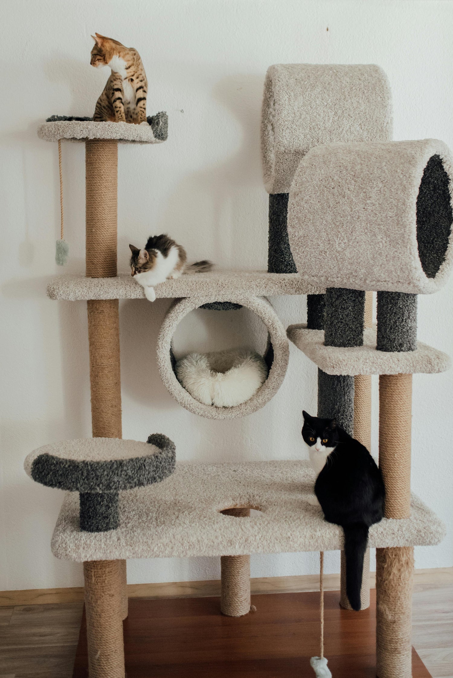 Cat Scratchers & Furniture
