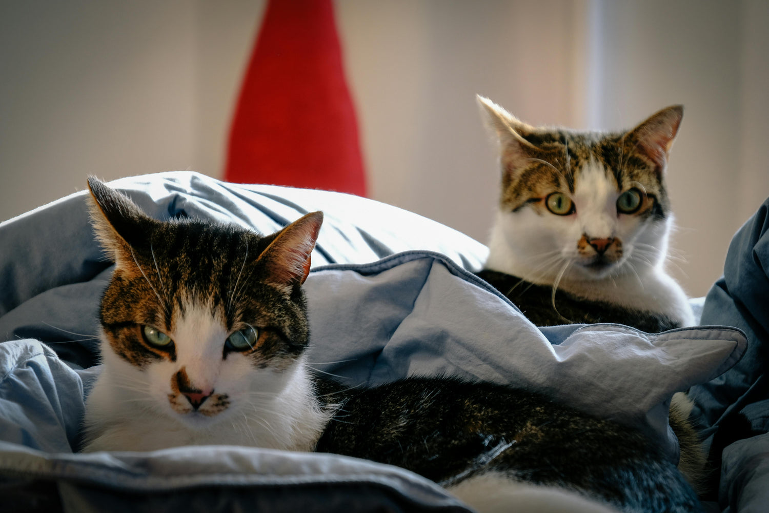Cat Beds & Blankets
