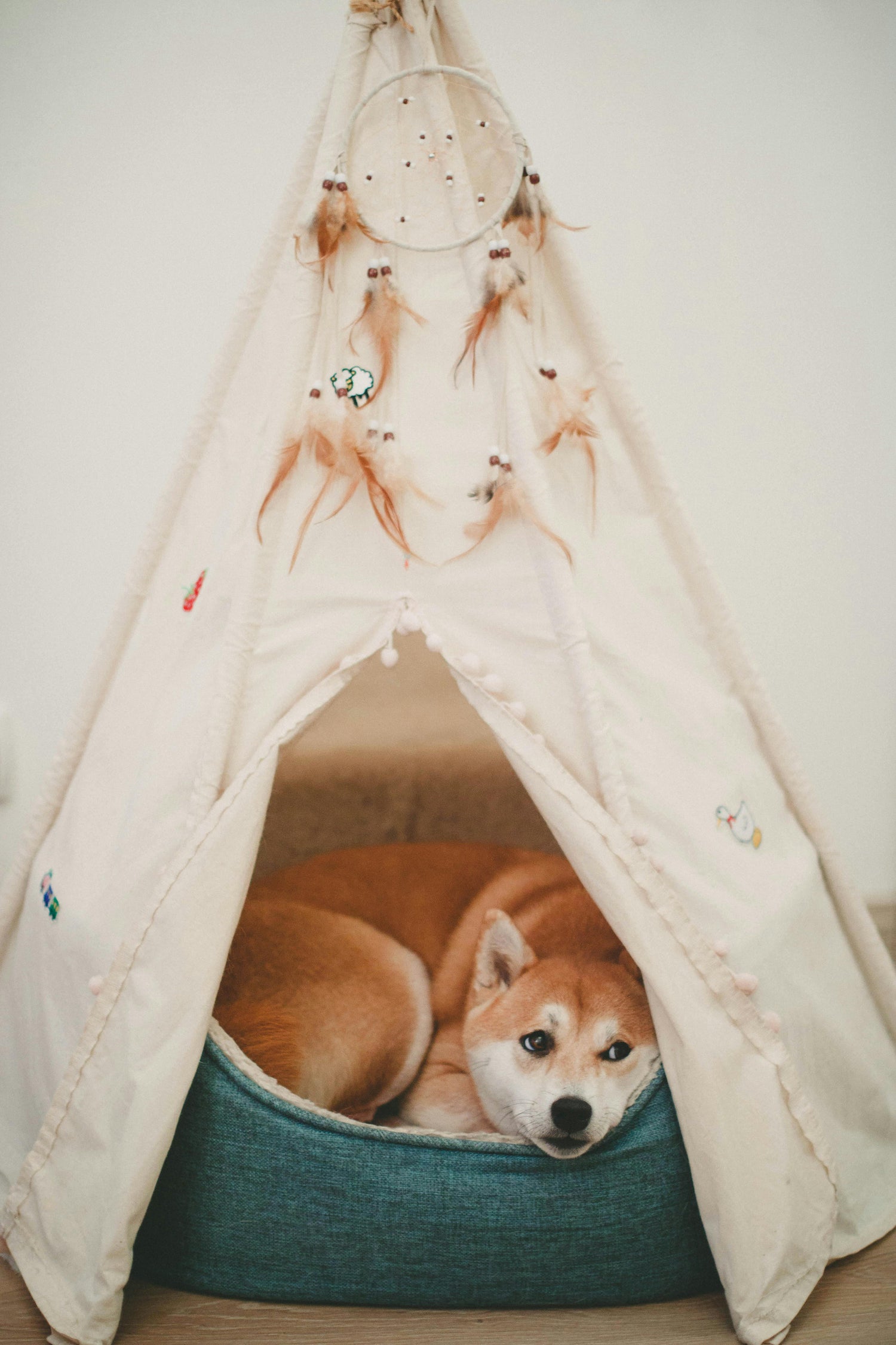 Dog Beds & Blankets