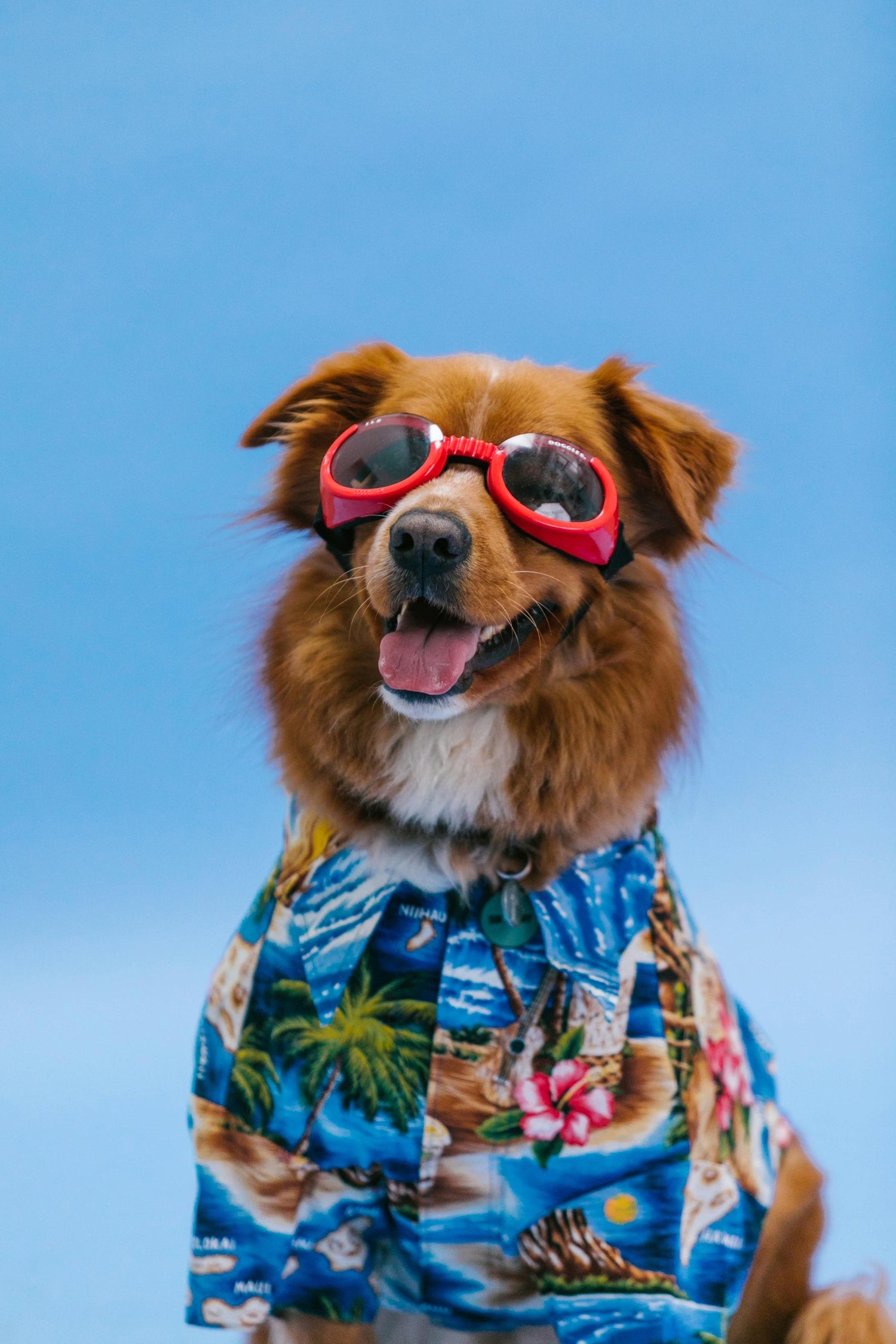 Dog Clothing & Accessories