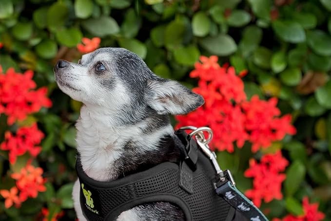 EcoBark Step in Dog Harness - Eco-Friendly Teacup Dog Harnesses for XXS, XS, and Small Dogs - Reflective and Adjustable Mini Body Halter Vest -Tiny Soft Mesh Toy Breed Harness Under 5 lbs (Black, XXS)