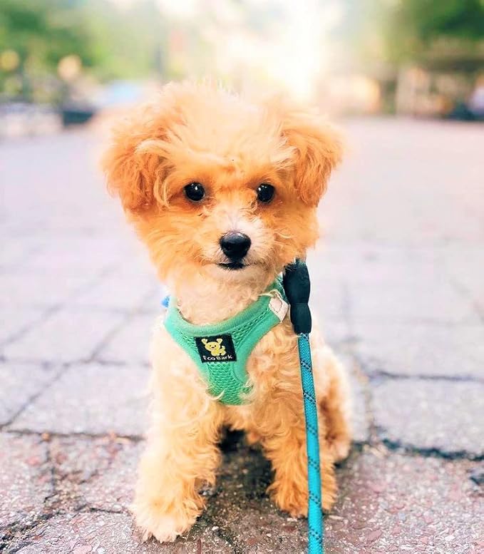 EcoBark Step in Dog Harness - Eco-Friendly Dog Harnesses for Small and Medium Breed Dogs - Reflective and Adjustable Body Halter Vest - Soft Mesh Toy Breed Harness (Mint, Large)