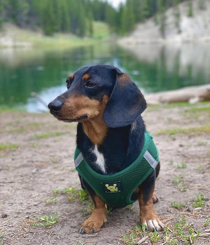 EcoBark Step in Dog Harness - Reflective Soft Luxurious Mesh Dog Harnesses for XXS, XS, Small, and Medium Dogs - Eco-Friendly Comfort Secure Halter No Pull Adjustable Pet Vest (Forest Green, Medium)