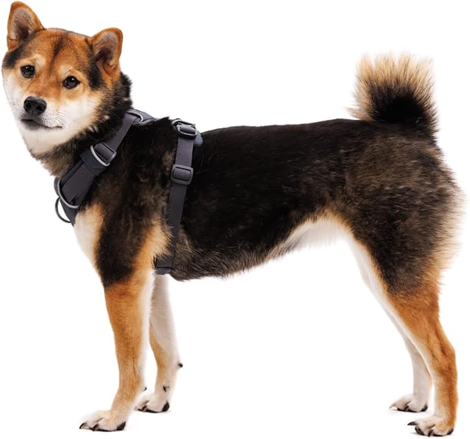 Ruffwear, Front Range Dog Harness, Reflective Soft Padded Everyday Harness with Dual Leash Clips, Adjustable and Lightweight Fit for Training or Walking for All Dogs, Blaze Orange, XX-Small