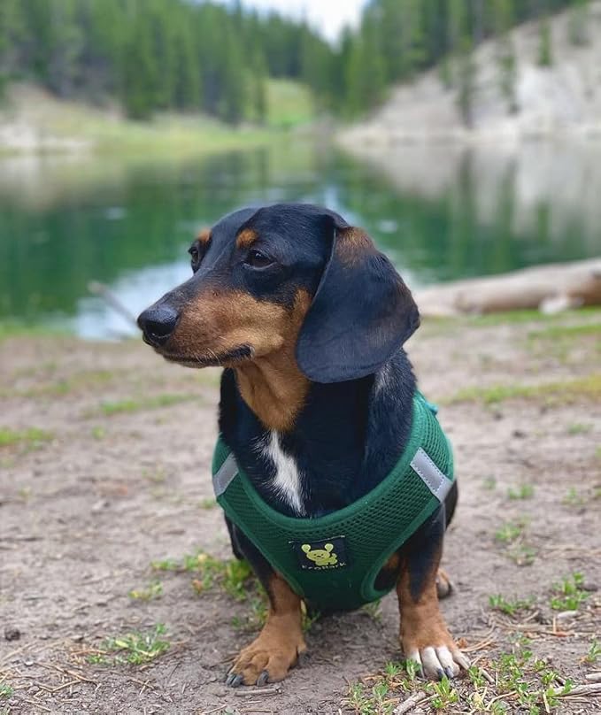 EcoBark Step in Dog Harness Reflective Soft Ultra Padded Mesh Dog Harnesses for XXS, XS, Small, and Medium Dogs Eco-Friendly Comfort Secure Halter No Pull Adjustable Pet Vest