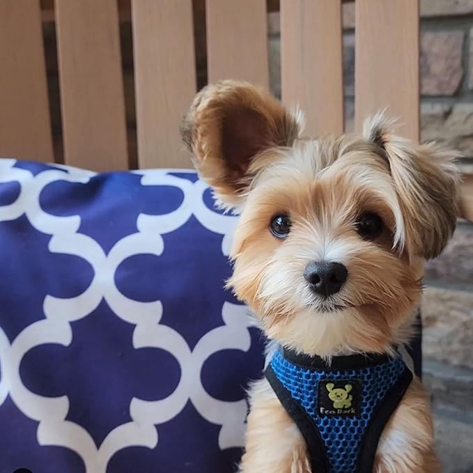 EcoBark Step in Dog Harness - Eco-Friendly Dog Harnesses for Small and Medium Breed Dogs - Reflective and Adjustable Body Halter Vest - Soft Mesh Toy Breed Harness (Bright Blue Sport, XL