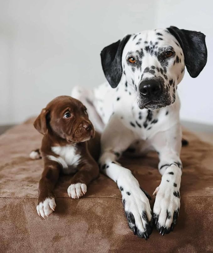 Barker Beds Orthopedic XL Dog Bed for Large Dogs - 7" Thick Memory Foam Cushion with Washable Microsuede Cover - Durable Water-Resistant Pet Bed - Made in USA (Khaki)