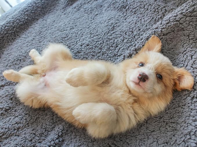 furrybaby Dog Blankets for Small Dogs, Puppy Small Fleece Blankets for Pets, Premium Cat Blanket, Sherpa Pet Blanket Washable for Pet Kitten Doggy (Grey, 24x32 in, S)