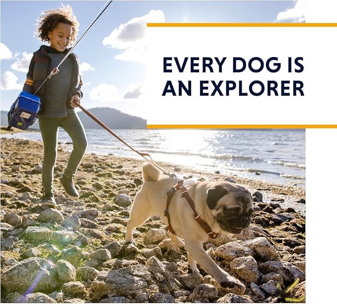 Ruffwear, Front Range Dog Harness, Reflective Soft Padded Everyday Harness with Dual Leash Clips, Adjustable and Lightweight Fit for Training or Walking for All Dogs, Purple Sage, Large/X-Large