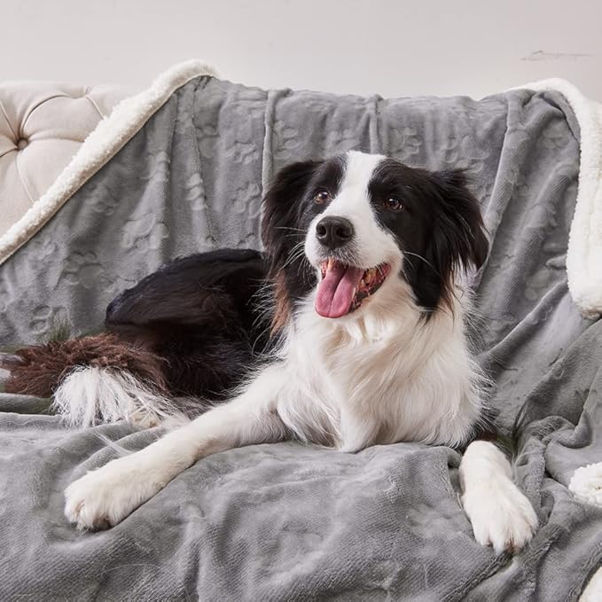 Qeils Waterproof Blanket for Bed Intimacy, Dog Blankets for Large Dogs, Waterproof Cat Blanket Washable, Soft Sherpa Fleece Puppy Blanket, Reversible Throw Protector for Couch Car, 50"X60", Grey