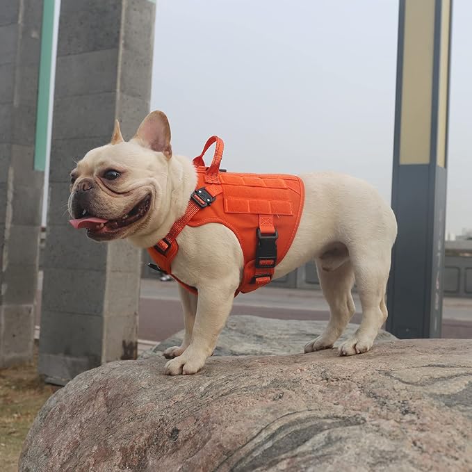 ICEFANG Tactical Dog Harness, Small Size,2X Metal Buckle,Working Dog MOLLE Vest with Handle,No Pulling Front Leash Clip,Hook and Loop Panel (Orange,S (Pack of 1))