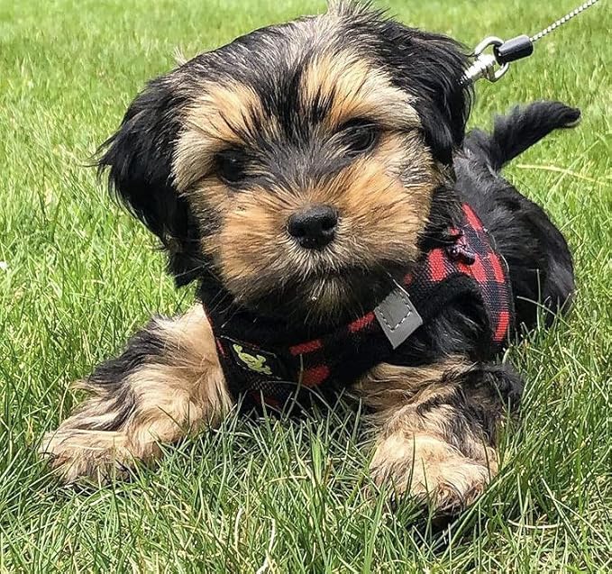 EcoBark Step in Dog Harness - Eco-Friendly Teacup Dog Harnesses for XXS, XS, and Small Dogs - Reflective and Adjustable Mini Body Halter Vest -Tiny Soft Mesh Toy Breed Harness (XXXS, Plaid)