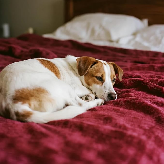 gogobunny Waterproof Bed Blanket, Reversible Sherpa Fleece Throw Blanket for Dog Puppy Cat, Furniture Cover Protects Bed Couch Sofa from Liquid Pee and Pet Fur (Romantic Red, 50x60 inches)