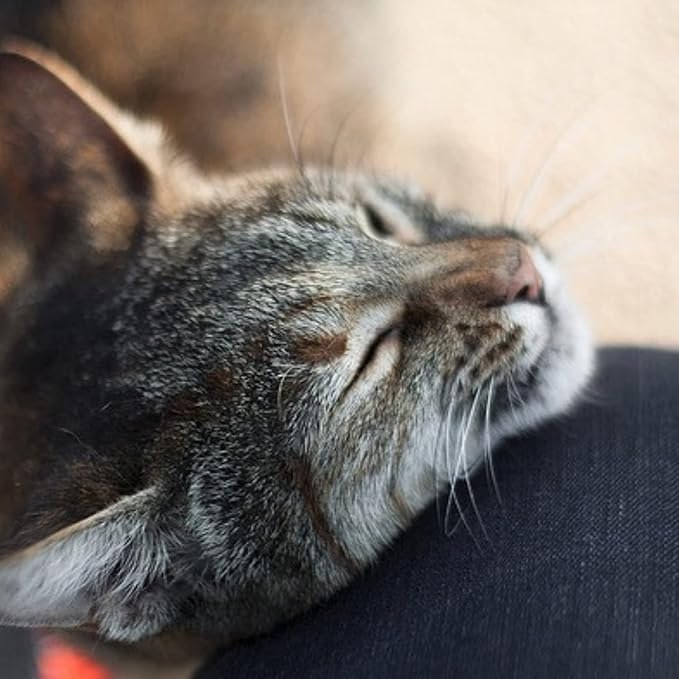 Meowijuana | 1oz. Premium Catnip Spray | Organic | High Potency | Use On Cat Toys, Teasers, and Scratchers | Grown In North America | Feline and Cat Lover Approved