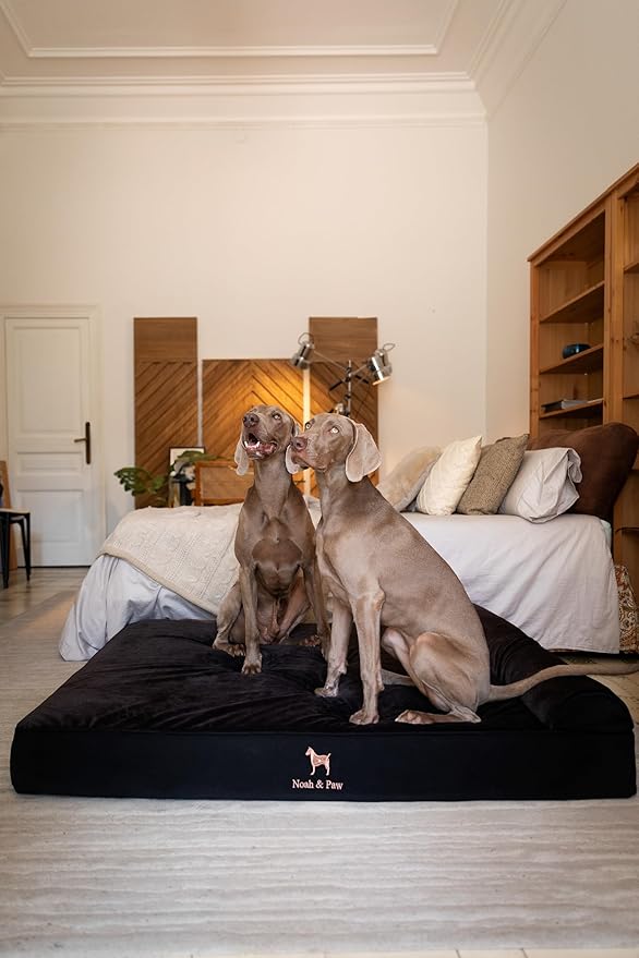 NOAH & PAW Giant Dog Bed XXL 55x45x9.5 Inch, Orthopedic Dog Beds, Eggshell Memory Foam Infused with Cooling Gel, Waterproof, Machine Washable, Includes Inner Cover (Denim Collection)