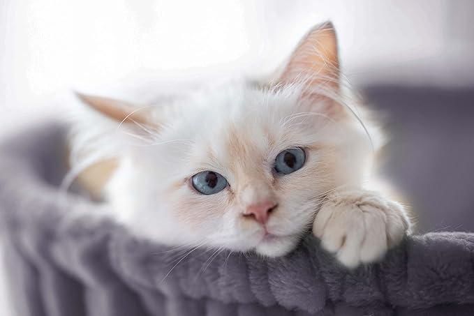 SHA CERLIN Cat Tree 36 Inches Cat Tower with Hammock, Sisal Scratching Post for Indoor Kittens, Small Room, Smoky Grey