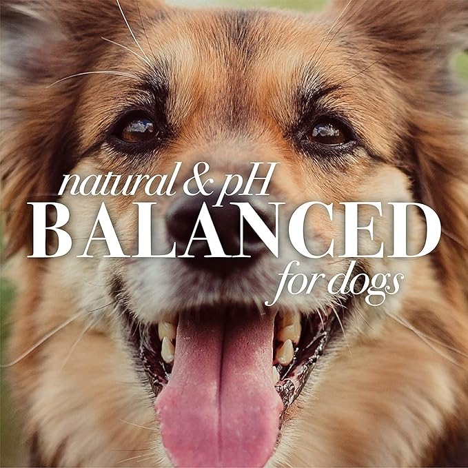 Burt's Bees for Pets Itch Soothing Shampoo with Honeysuckle, 6pk, 95% Natural Origin Formulas, Dog Shampoo for Itchy Dogs, Dog Shampoo Itchy Skin Relief, 6pk, 16 oz