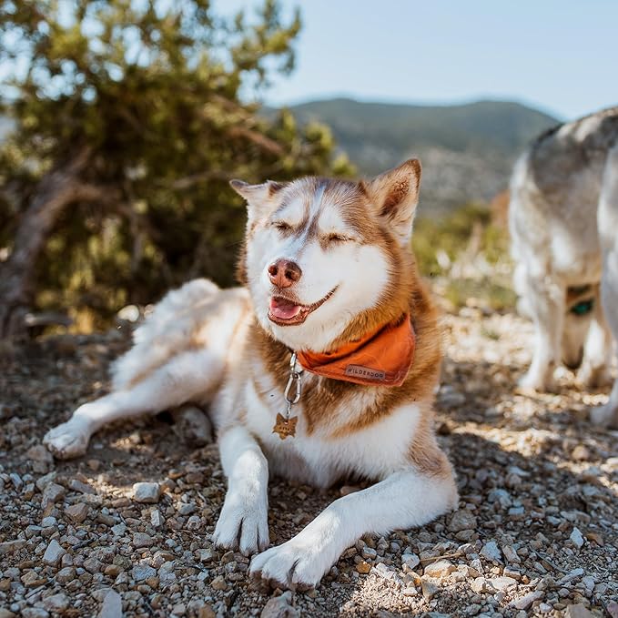 Wilderdog Dog Bandana with Lightweight Quick Drying Poly-Blend Mesh Material in Orange