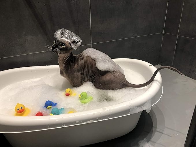 Probiotic Shampoo for Sphynx Cats (4.22)