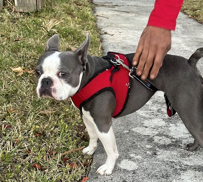 Soft No Pull Step-in Dog Harness Small Dog XXS XS Vest for Teacup, Chihuahua, Yorkie, Pomeranian Dog Vest Harness for Puppy Comfy Red Mesh for Puppies (XL 17.5"-19.5" 13-17 lbs)