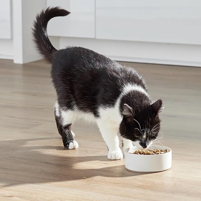 Open Farm, RawMix Dry Cat Food, Protein Packed Kibble Coated in Bone Broth with Freeze Dried Raw Chunks, Formulated for Kittens, Chicken with Turkey & Wild-Caugh Salmon Recipe for Kittens, 8lb Bag