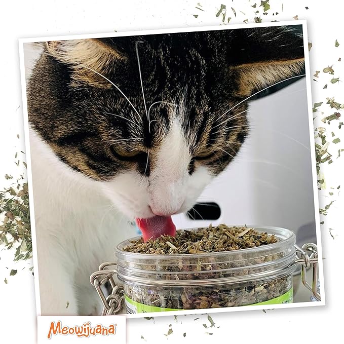 Meowijuana Catnibas Catnip Pawty Mix Jar | Premium Cat Nip for Cats with Silvervine, Passion Flower, Chamomile, Dandelion & Valerian Root | High Potency Catnip | 60g