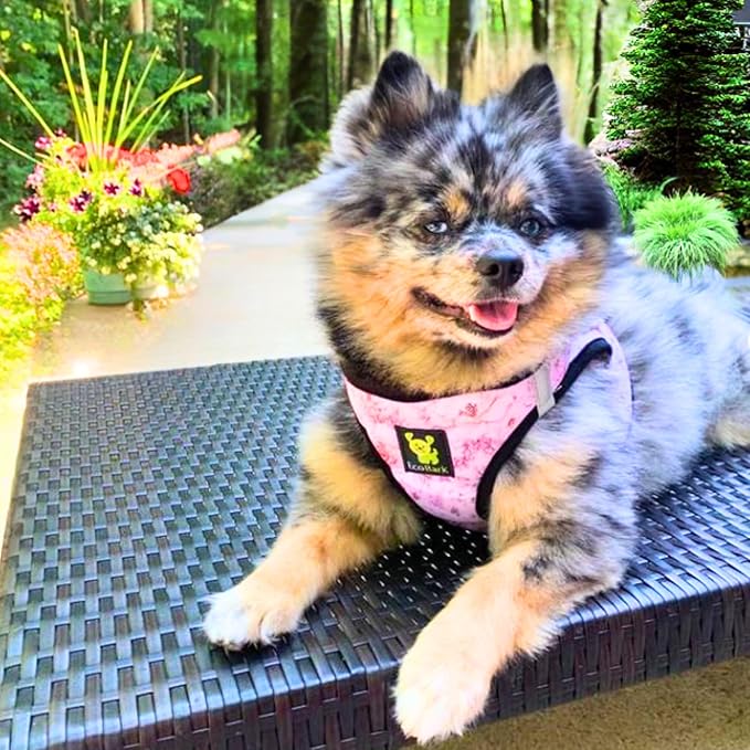 EcoBark Step in Dog Harness - Eco-Friendly Dog Harnesses for Small and Medium Breed Dogs - Reflective and Adjustable Body Halter Vest - Soft Mesh Toy Breed Harness (Floral, Large)