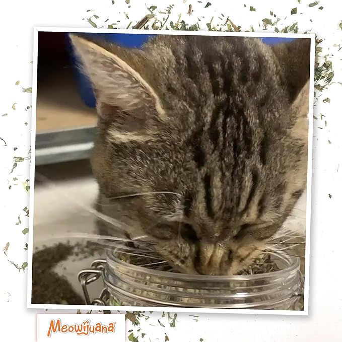 Meowijuana Catnibas Catnip Pawty Mix Jar | Premium Cat Nip for Cats with Silvervine, Passion Flower, Chamomile, Dandelion & Valerian Root | High Potency Catnip | 60g