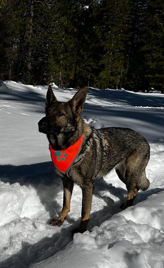 Bandana for Dogs. Blaze Orange Scarf with Reflective Collar is a Perfect Pet Bandana for Girl and Boy Dogs. Enhance Your Dog Walking Accessories with Our High-Visibility Adjustable Dog Handkerchief