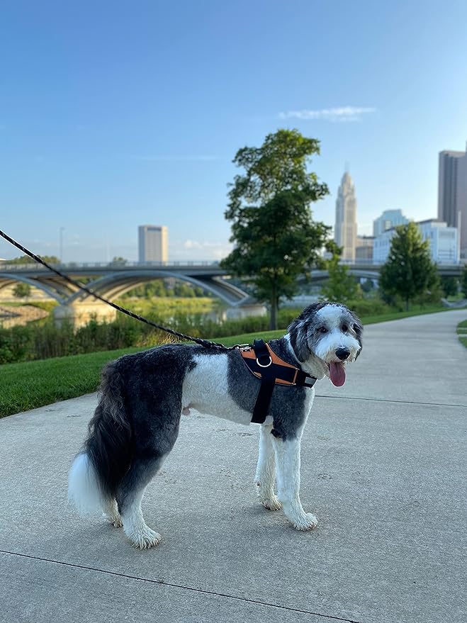 ShawnCo Essential Dog Harness, No-Pull Pet Vest with 3 Leash Clips, No Choke, Reflective, Adjustable and Padded, for Easy Walking and Training for Small, Medium and Large Dogs (Sunset Orange, XS)