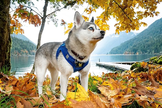 EcoBark Step in Dog Harness - Reflective Teacup Breed Soft Luxurious Mesh Dog Harnesses for XXS, XS, & Small Breed Dogs - Eco-Friendly Secure Halter No Pull Adjustable Pet Vest (Royal Blue, XXS)